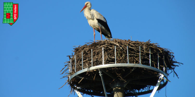 Storchennest ohne Storch?